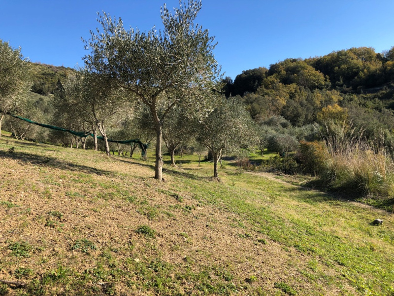 Terreno agricolo in vendita a Castelnuovo Cilento (SA)