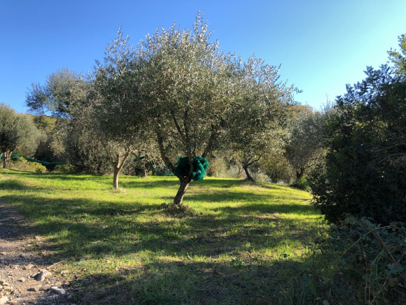 Terreno agricolo in vendita a Castelnuovo Cilento (SA)