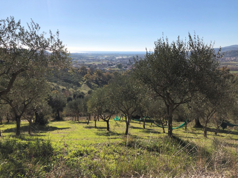 Terreno agricolo in vendita a Castelnuovo Cilento (SA)