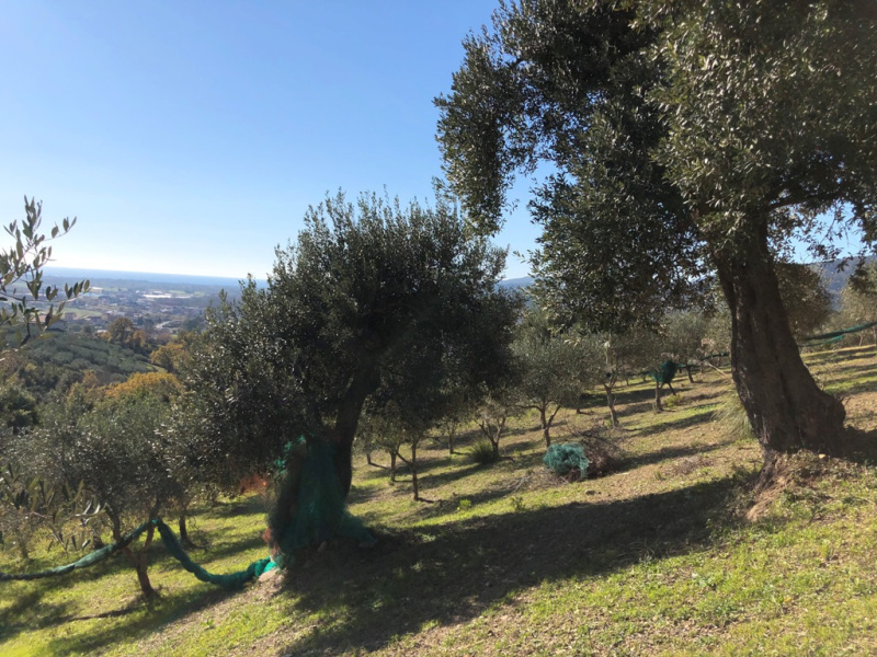 Terreno agricolo in vendita a Castelnuovo Cilento (SA)