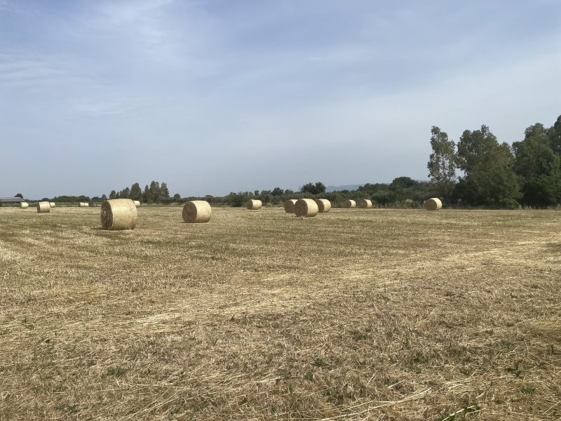 Terreno agricolo in vendita a Cisterna Di Latina (LT)