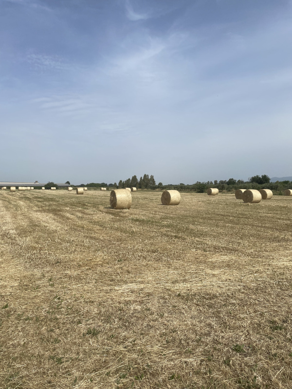 Terreno agricolo in vendita a Cisterna Di Latina (LT)
