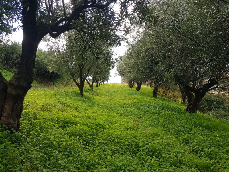 immagine annuncio 2 di 4