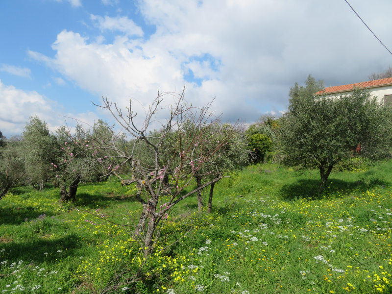 immagine annuncio 6 di 7